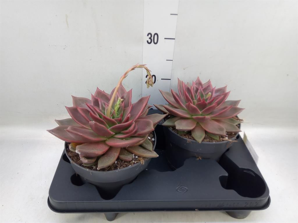 Горшечные цветы и растения оптом Echeveria   ... от 2шт из Голландии с доставкой по России