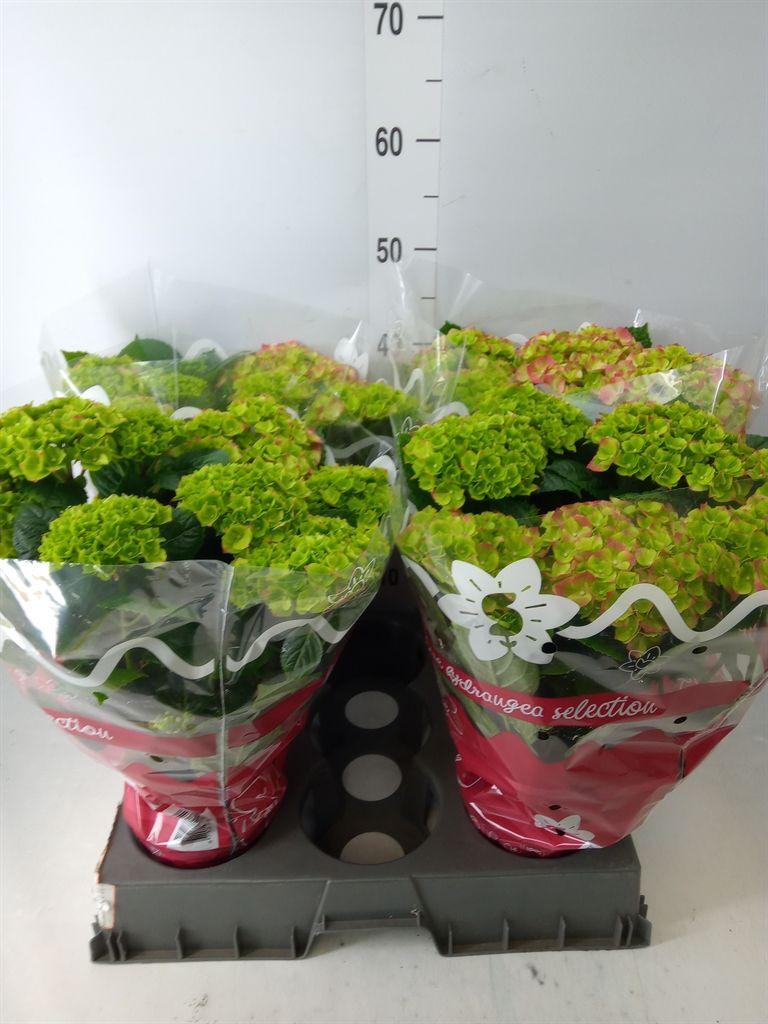 Горшечные цветы и растения оптом Hydrangea Mac.   ... от 4шт из Голландии с доставкой по России