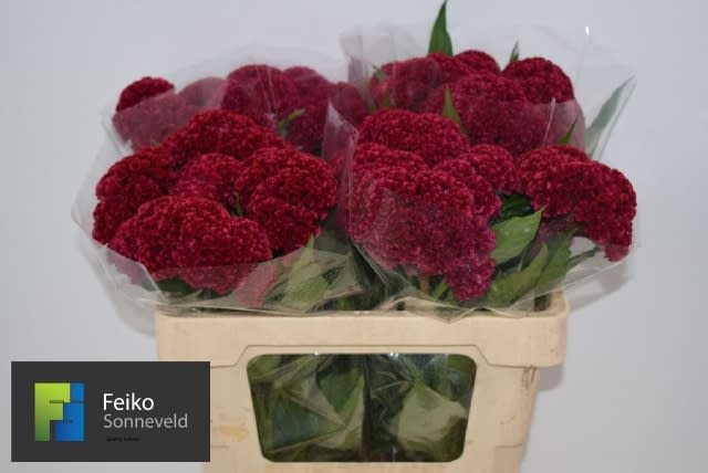 Срезанные цветы оптом Celosia reprise velvet от 20шт из Голландии с доставкой по России