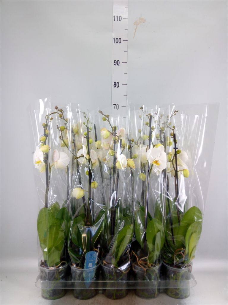 Горшечные цветы и растения оптом Phalaenopsis   ...white от 10шт из Голландии с доставкой по России