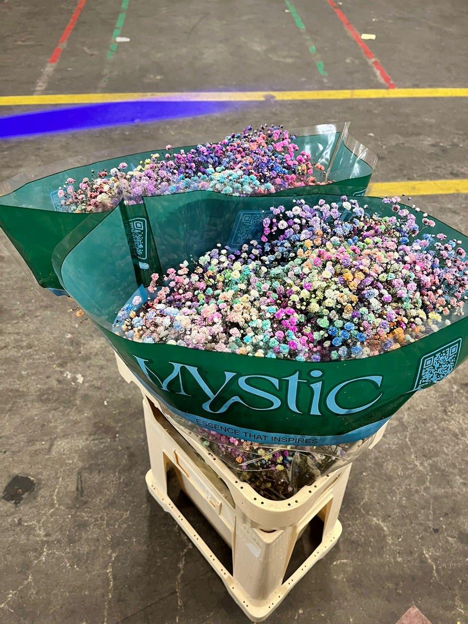 Срезанные цветы оптом Gyps ec paint xlence pastel rainbow mix 1000g от 25шт из Голландии с доставкой по России