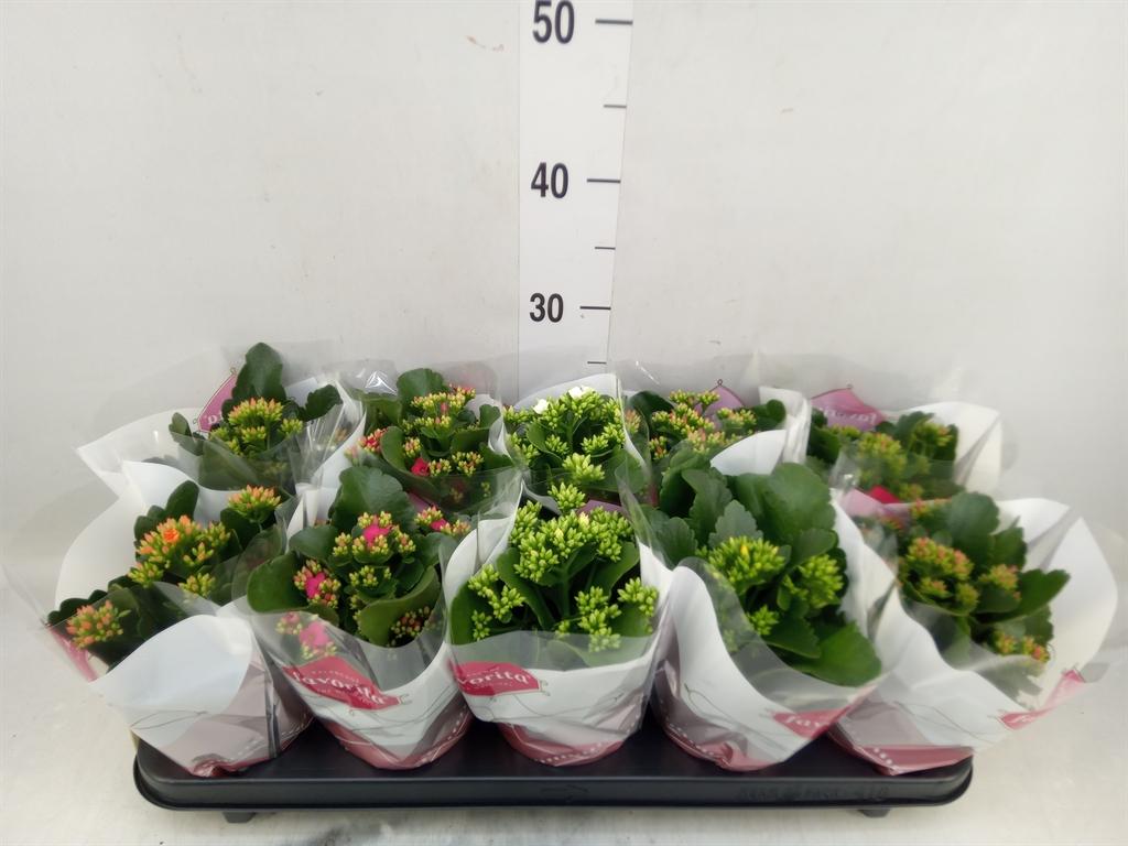 Горшечные цветы и растения оптом Kalanchoe Blos.   ..mix 6 от 10шт из Голландии с доставкой по России