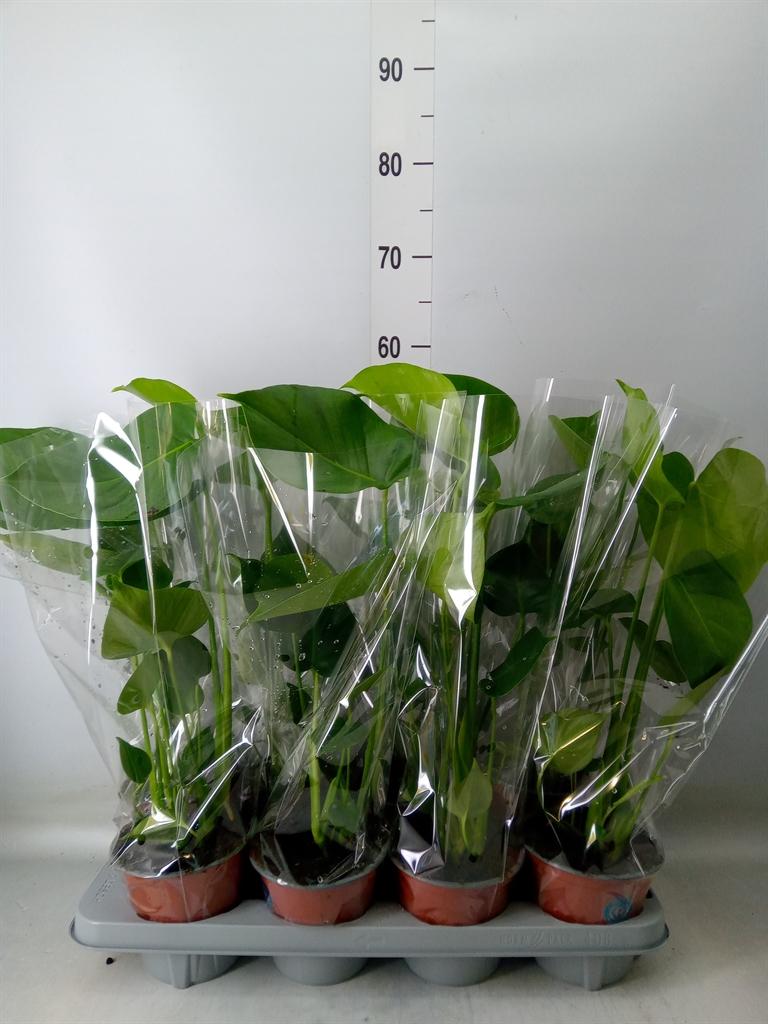 Горшечные цветы и растения оптом Monstera Delic. от 8шт из Голландии с доставкой по России