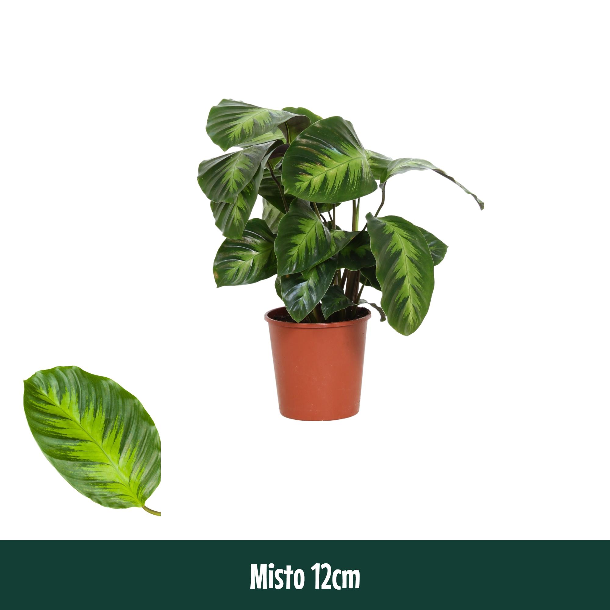 Горшечные цветы и растения оптом Calathea Misto от 10шт из Голландии с доставкой по России