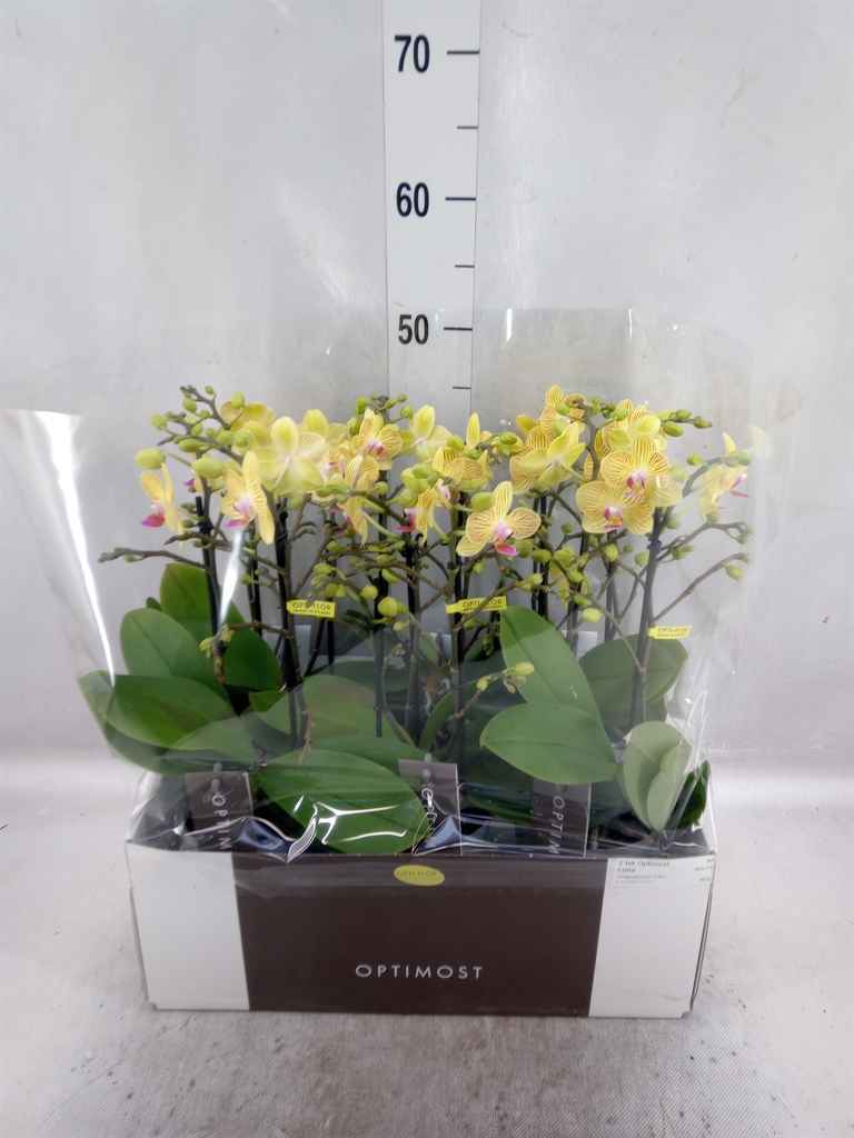 Горшечные цветы и растения оптом Phalaenopsis Multi.   ...yellow от 6шт из Голландии с доставкой по России