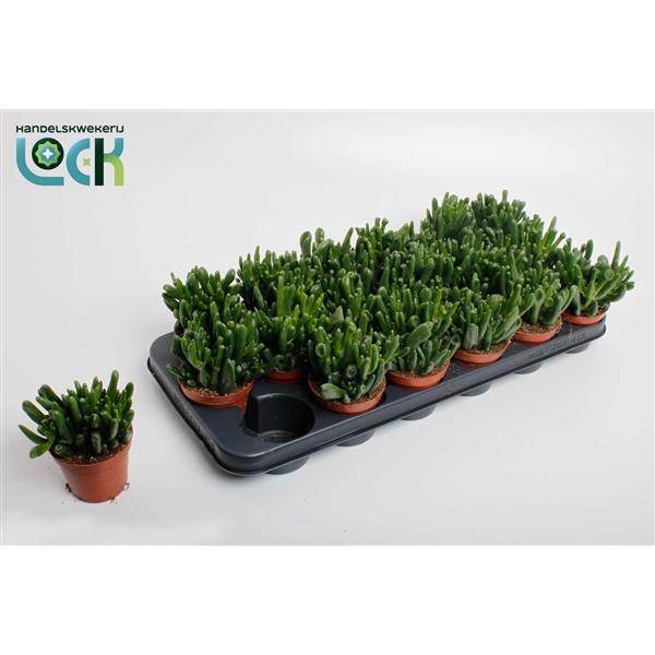 Горшечные цветы и растения оптом Crassula Horn Tree от 12шт (для телеги) из Голландии с доставкой по России