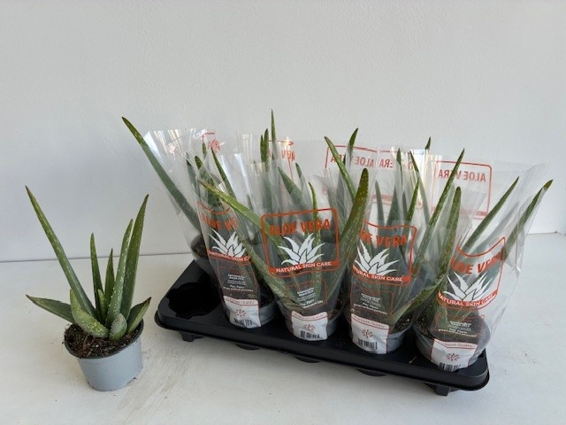 Горшечные цветы и растения оптом Aloe Vera от 10шт из Голландии с доставкой по России