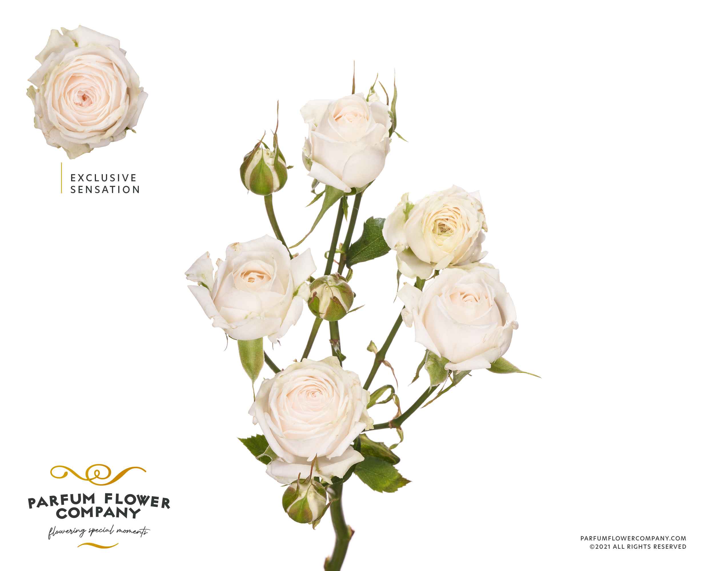 Срезанные цветы оптом Rosa sp exclusive sensation от 24шт. из Голландии с доставкой по России