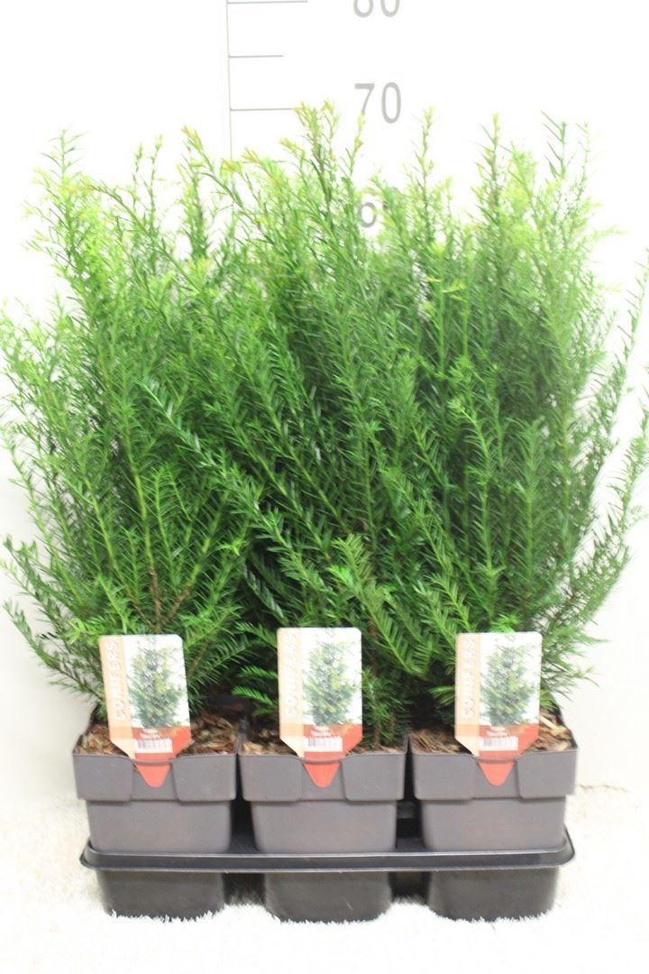 Горшечные цветы и растения оптом Taxus Baccata от 6шт из Голландии с доставкой по России