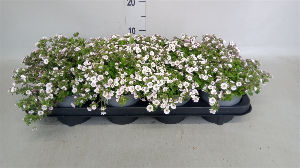 Горшечные цветы и растения оптом Gypsophila Cerastioides от 8шт из Голландии с доставкой по России