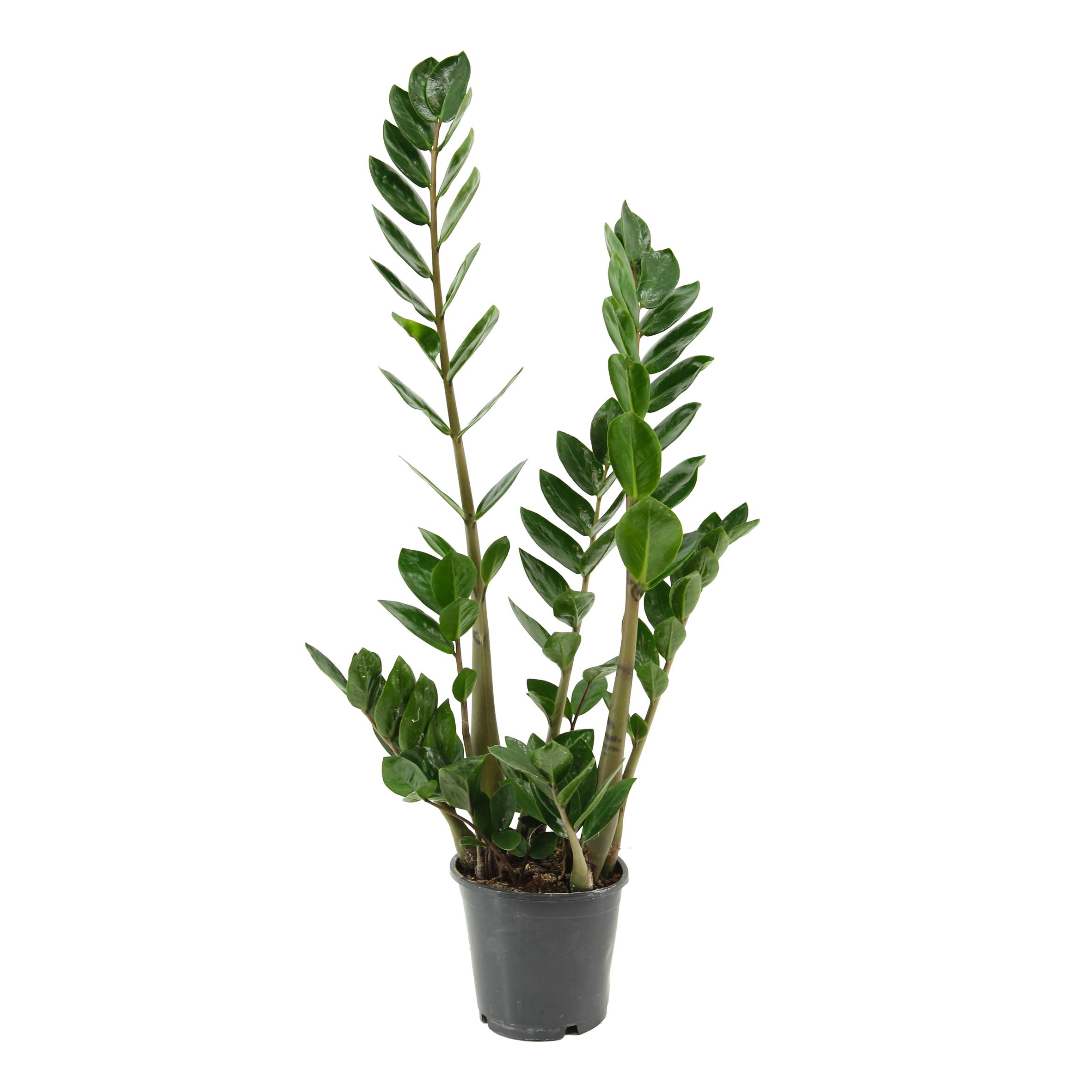 Горшечные цветы и растения оптом Zamioculcas Lima 12 Cm 2+ Veren 60 Cm (scenza) от 10шт из Голландии с доставкой по России