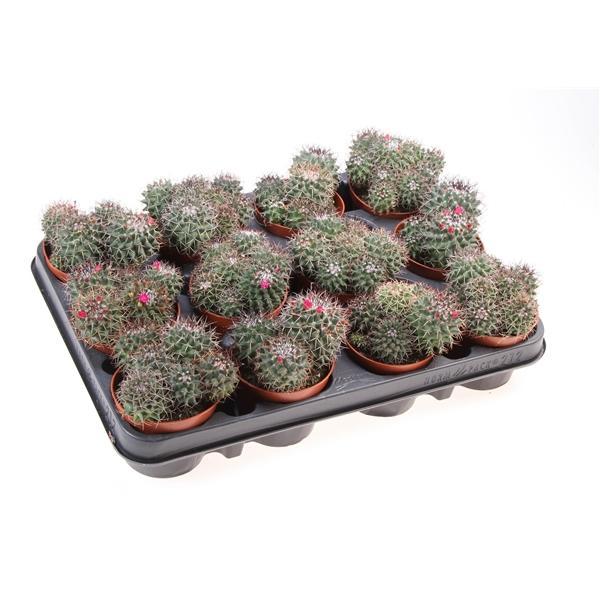 Горшечные цветы и растения оптом Mammillaria Hildagensis от 12шт (для телеги) из Голландии с доставкой по России