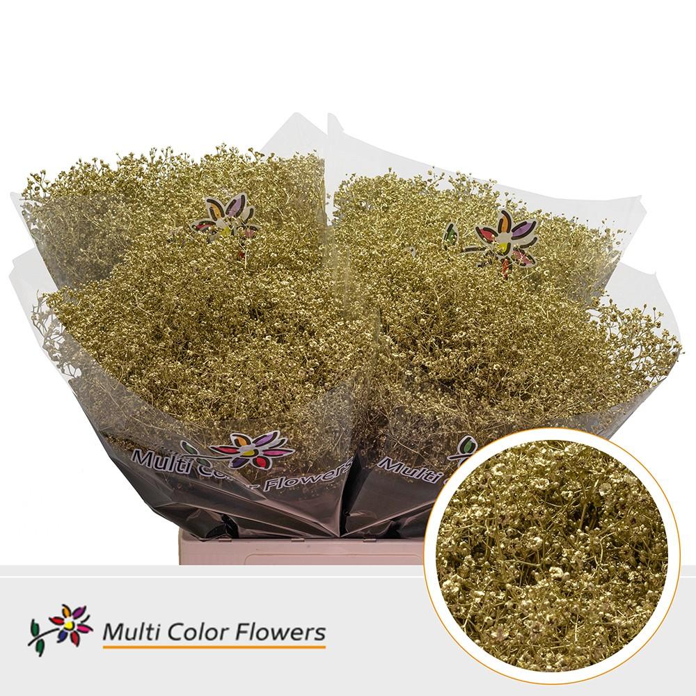 Срезанные цветы оптом Gyps fine paint gold от 100шт из Голландии с доставкой по России