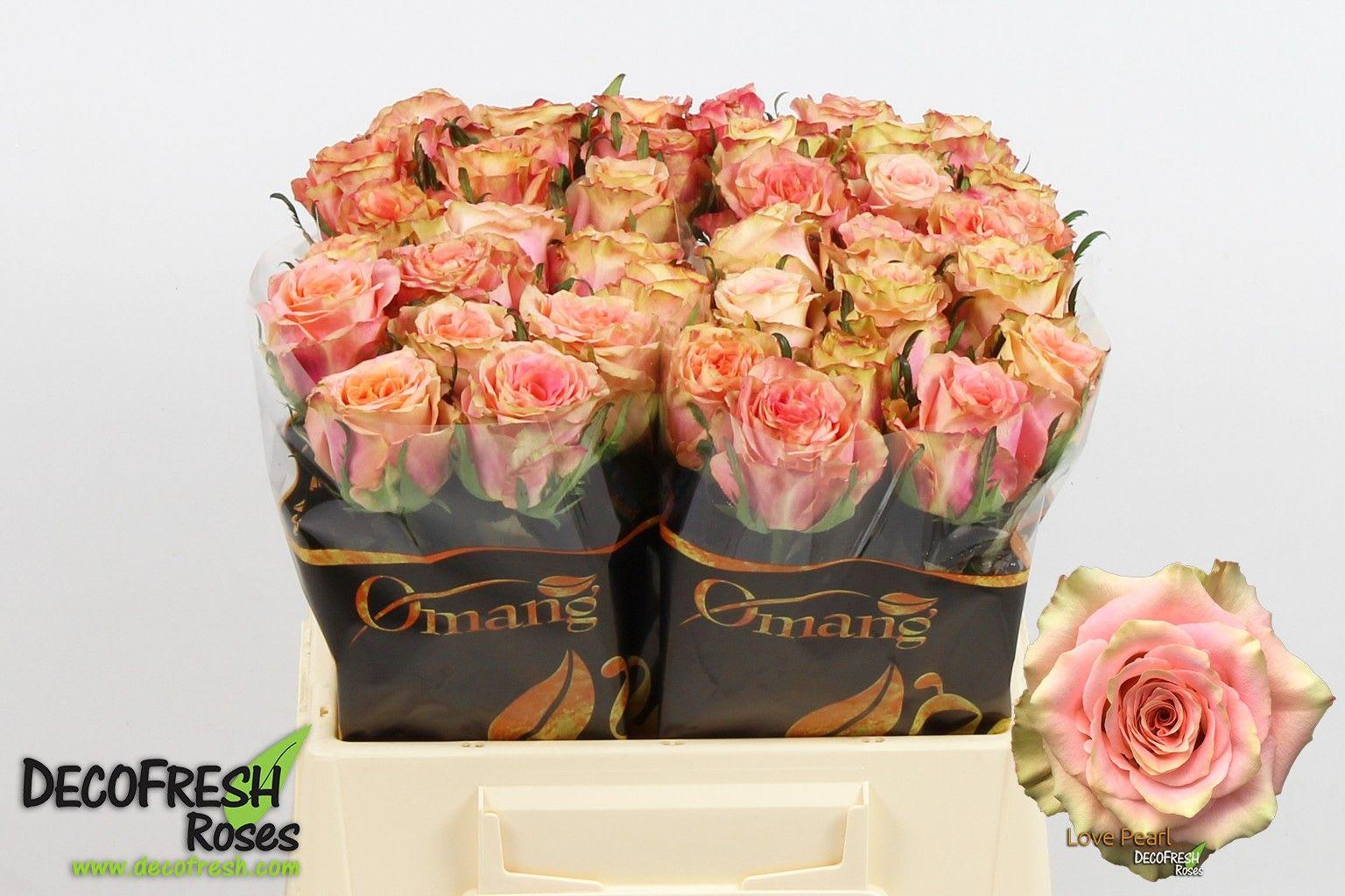 Срезанные цветы оптом Rosa large love pearl от 50шт из Голландии с доставкой по России
