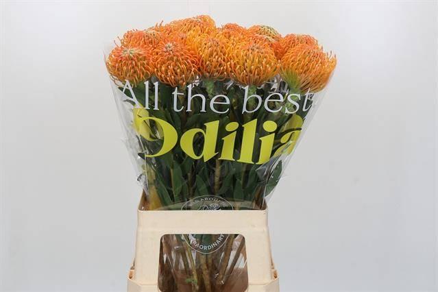 Срезанные цветы оптом Nutans soleil от 20шт из Голландии с доставкой по России