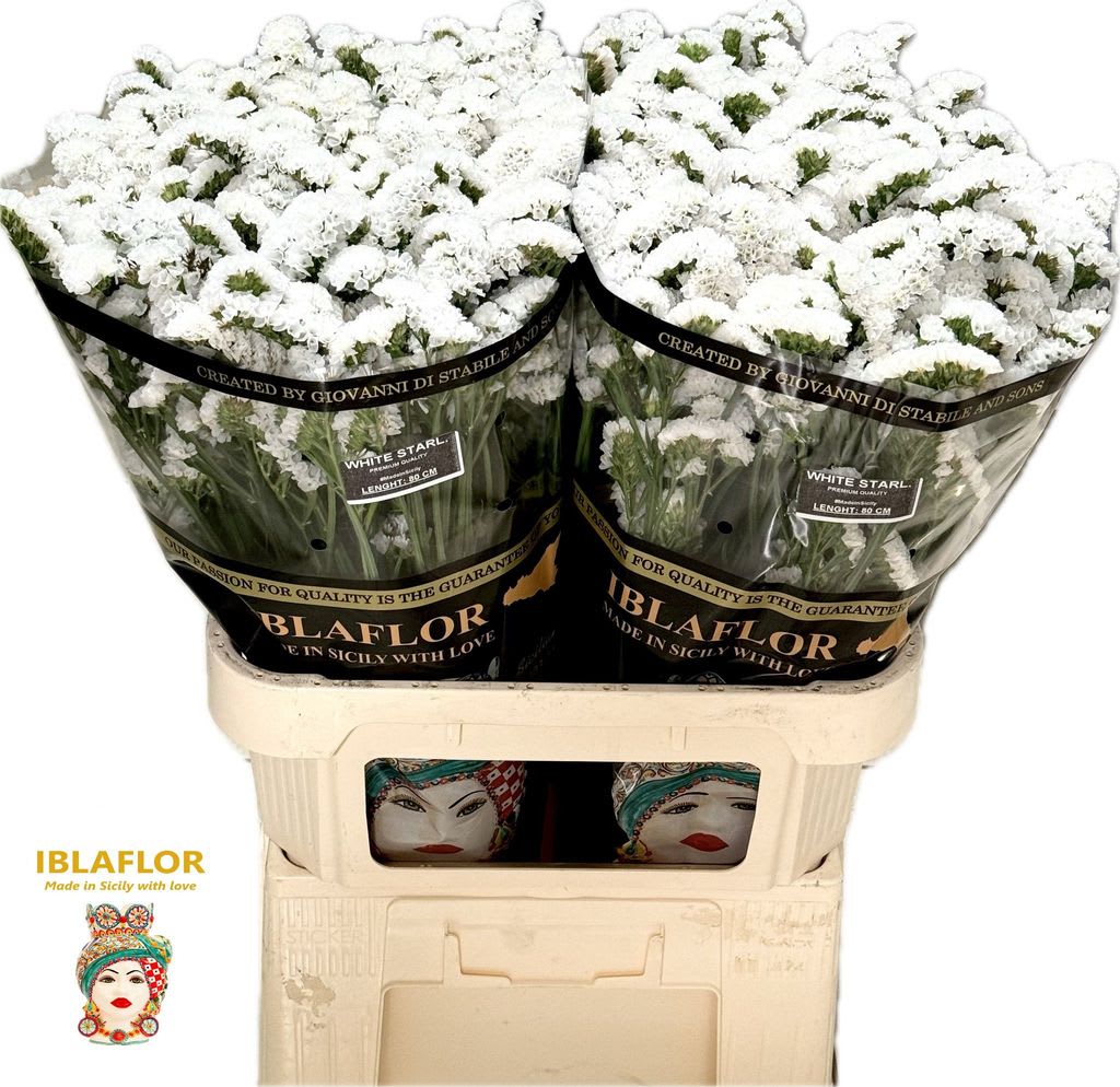 Срезанные цветы оптом Statice white starlight wings от 50шт из Голландии с доставкой по России