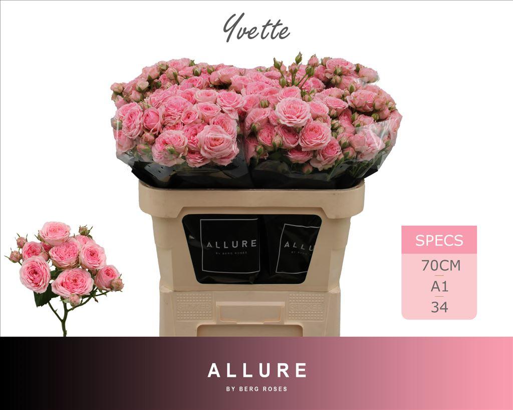 Срезанные цветы оптом Rosa spray yvette от 25шт из Голландии с доставкой по России