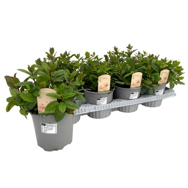 Горшечные цветы и растения оптом Mentha Spicata Maroc от 8шт из Голландии с доставкой по России