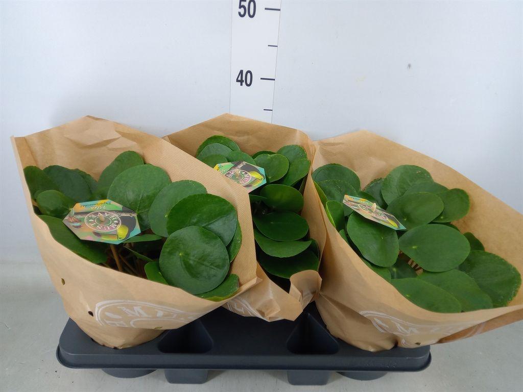 Горшечные цветы и растения оптом Pilea Peperomioides от 3шт из Голландии с доставкой по России