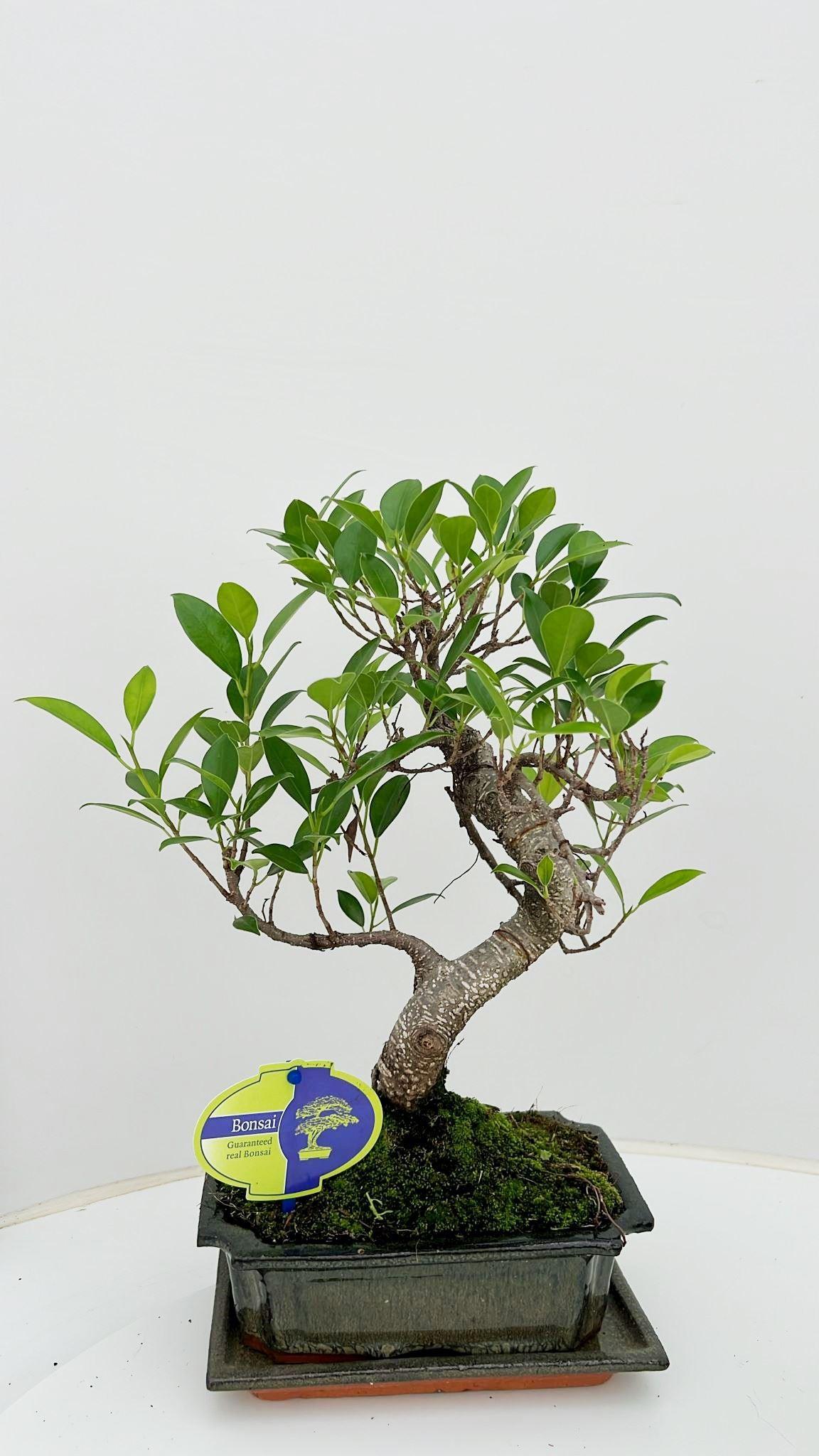 Горшечные цветы и растения оптом Bonsai Ficus Retusa, With Drip Tray от 6шт из Голландии с доставкой по России