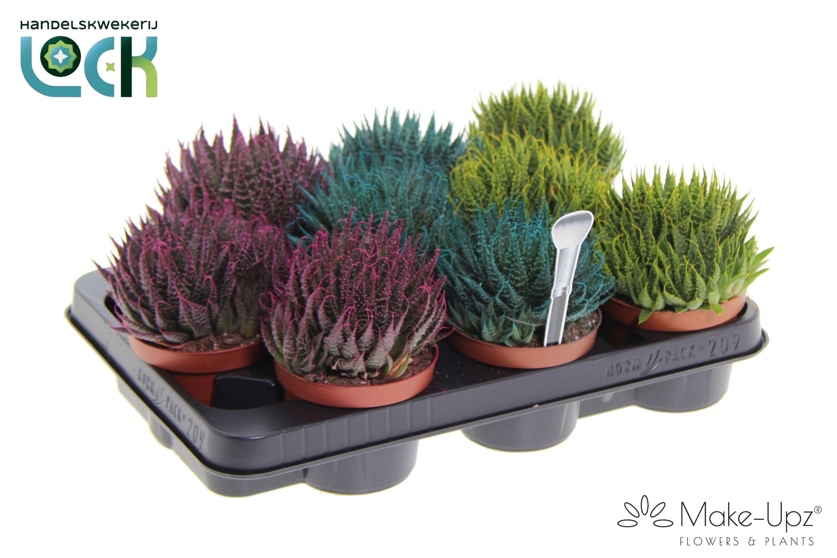 Горшечные цветы и растения оптом Aloe Aristata от 9шт из Голландии с доставкой по России