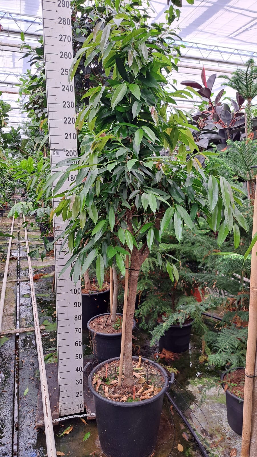 Горшечные цветы и растения оптом Ficus Bin Amstel King On Stem от 1шт из Голландии с доставкой по России