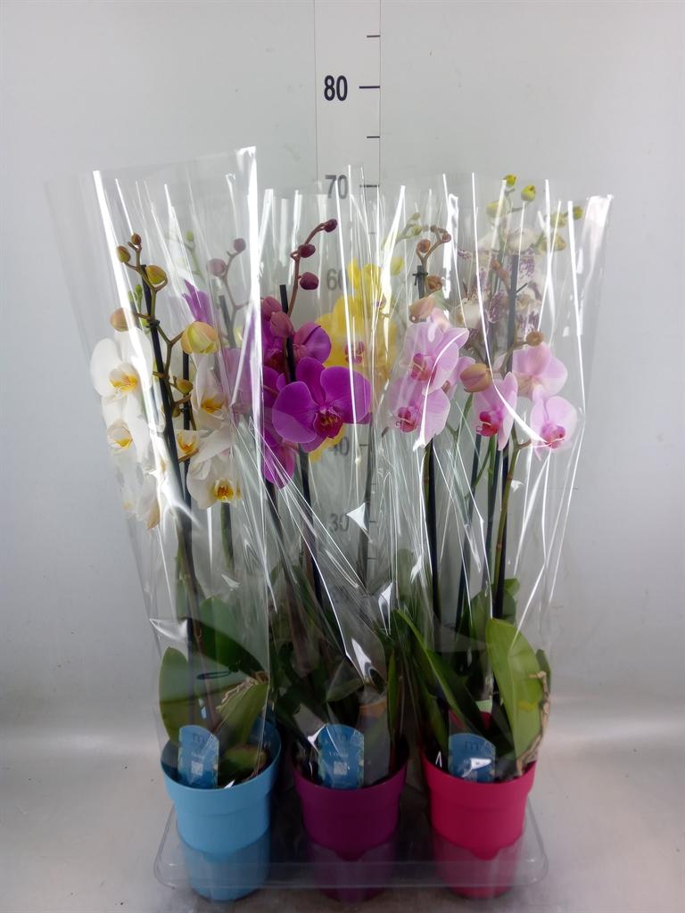 Горшечные цветы и растения оптом Phalaenopsis   ...mix  5 от 6шт из Голландии с доставкой по России