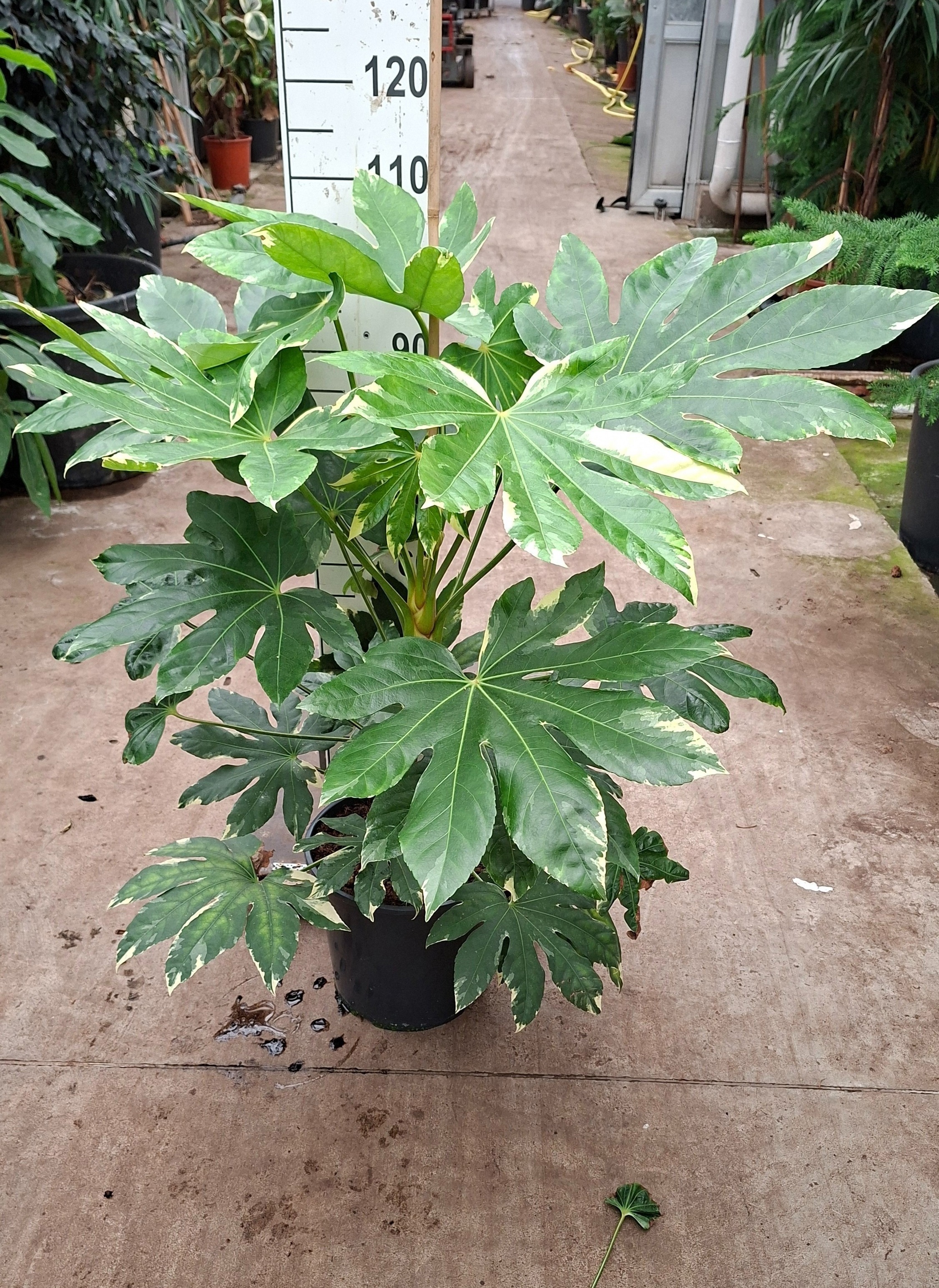 Горшечные цветы и растения оптом Fatsia Japonica Variegata от 1шт из Голландии с доставкой по России