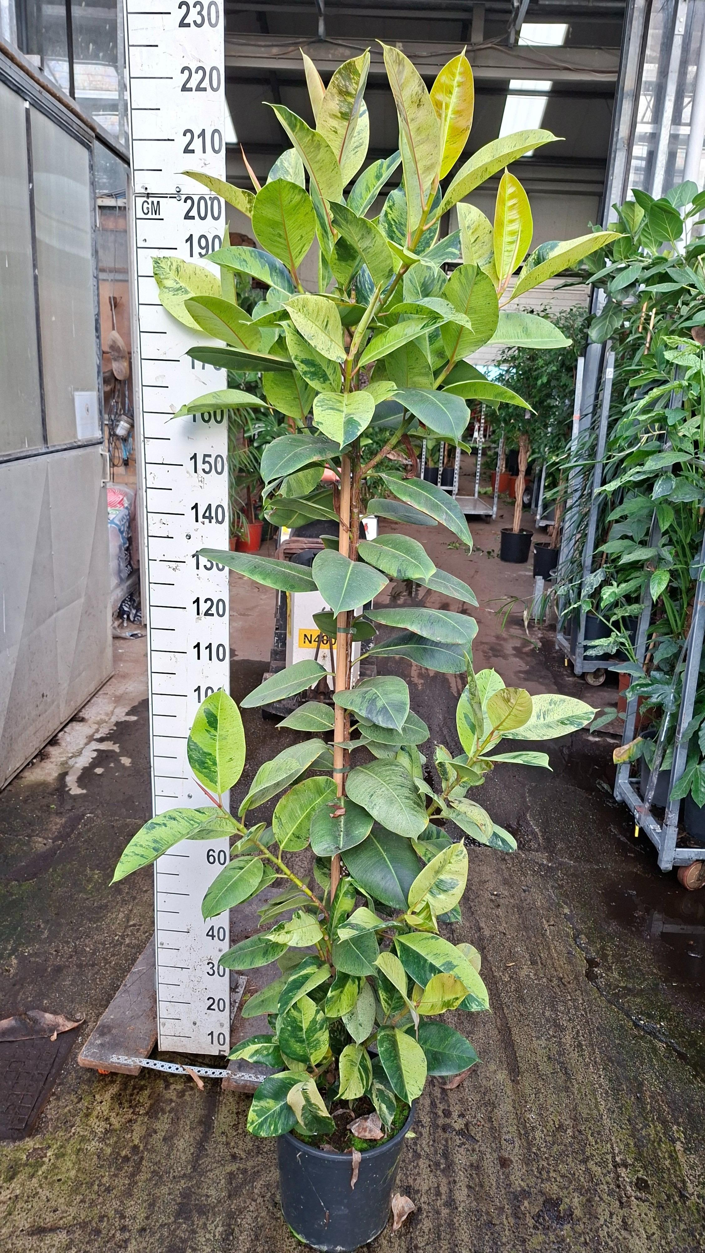 Горшечные цветы и растения оптом Ficus Shivereana Moonshine Stam от 1шт из Голландии с доставкой по России