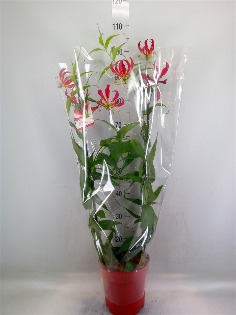 Горшечные цветы и растения оптом Gloriosa   ... от 1шт из Голландии с доставкой по России