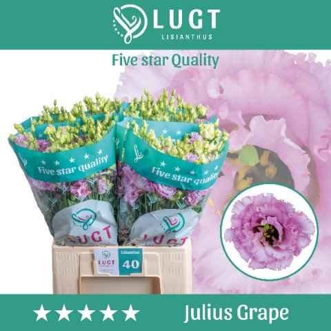 Срезанные цветы оптом Lisianthus do julius grape от 50шт. из Голландии с доставкой по России