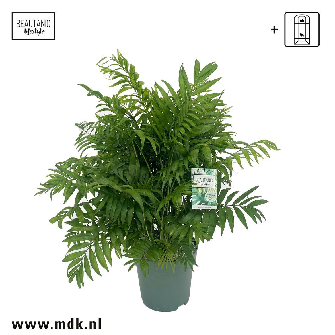 Горшечные цветы и растения оптом Chamaedorea Elegans от 1шт из Голландии с доставкой по России Горшечные цветы и растения оптом Chamaedorea Elegans от 1шт из Голландии с доставкой по России