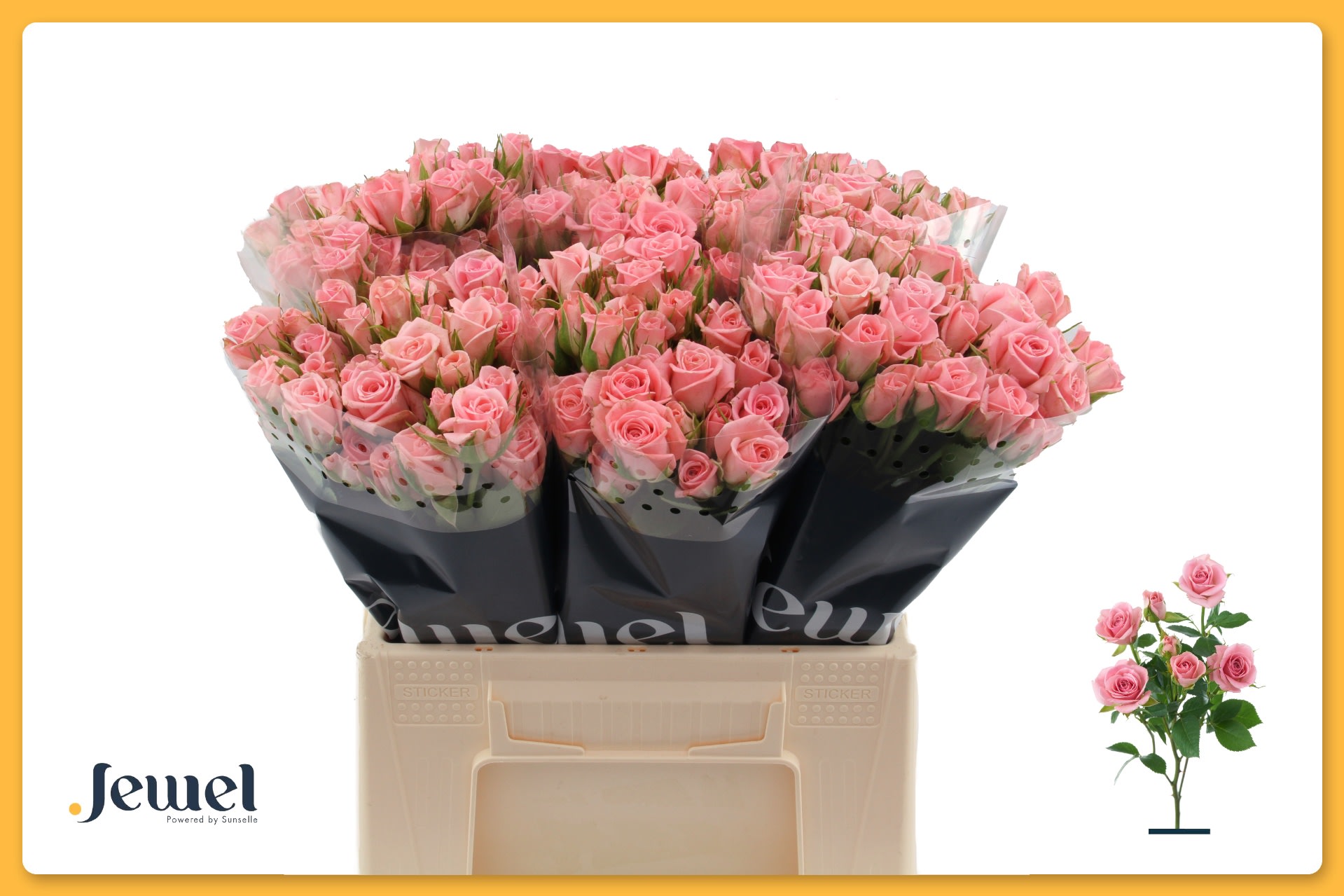 Срезанные цветы оптом Rosa spray odilia от 60шт. из Голландии с доставкой по России