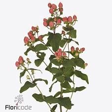 Срезанные цветы оптом Hypericum mag royal princess от 100шт из Голландии с доставкой по России