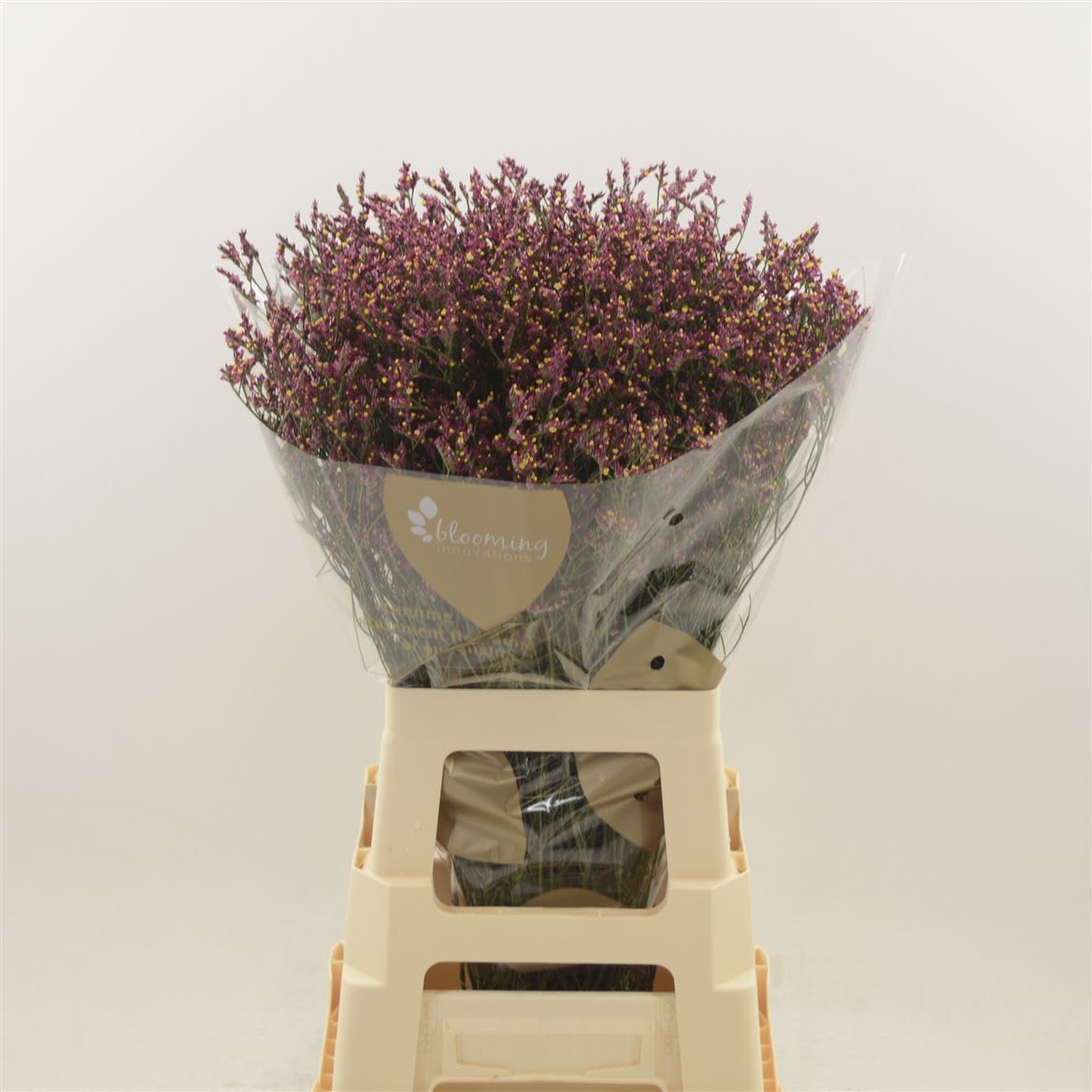 Срезанные цветы оптом Limonium scarlett diamond от 250шт из Голландии с доставкой по России