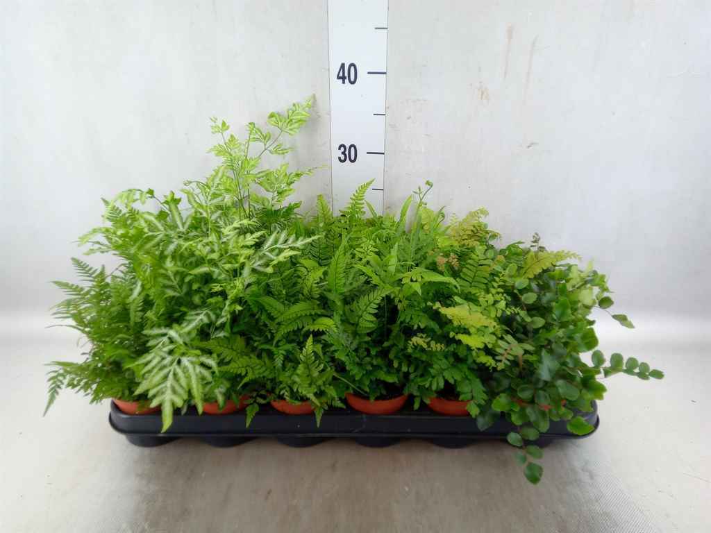 Горшечные цветы и растения оптом Ferns   ...mix от 18шт из Голландии с доставкой по России