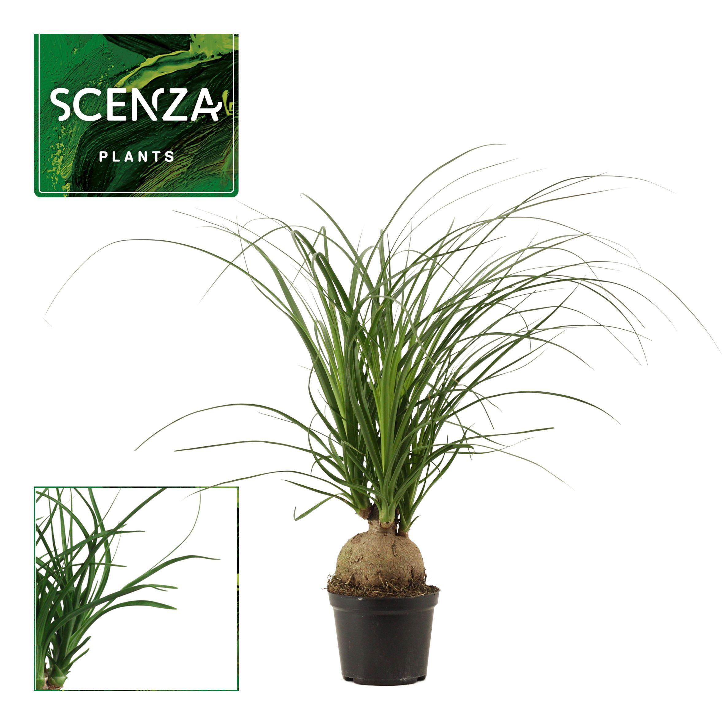 Горшечные цветы и растения оптом Beaucarnea Boll от 10шт из Голландии с доставкой по России