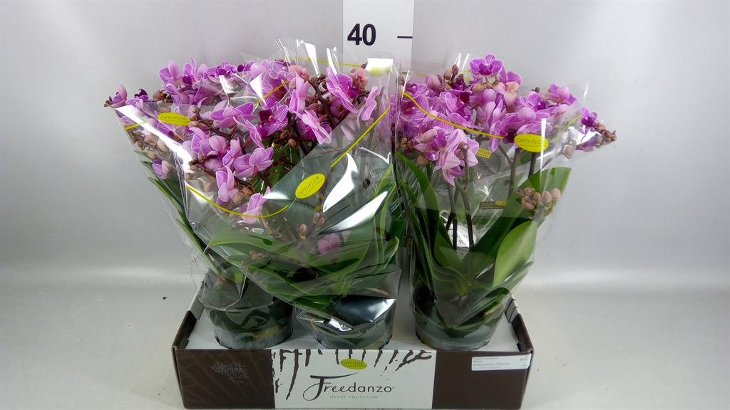 Горшечные цветы и растения оптом Phalaenopsis Multi. ...lilac от 6шт из Голландии с доставкой по России