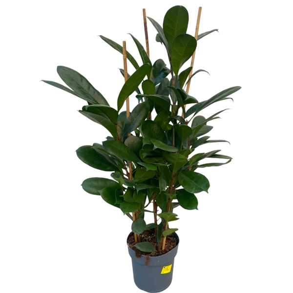 Горшечные цветы и растения оптом Ficus Cyathistipula 3pp от 1шт из Голландии с доставкой по России
