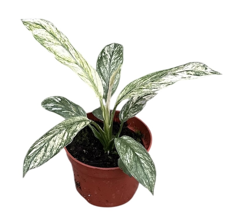Горшечные цветы и растения оптом Spath Sensation Variegata от 1шт из Голландии с доставкой по России
