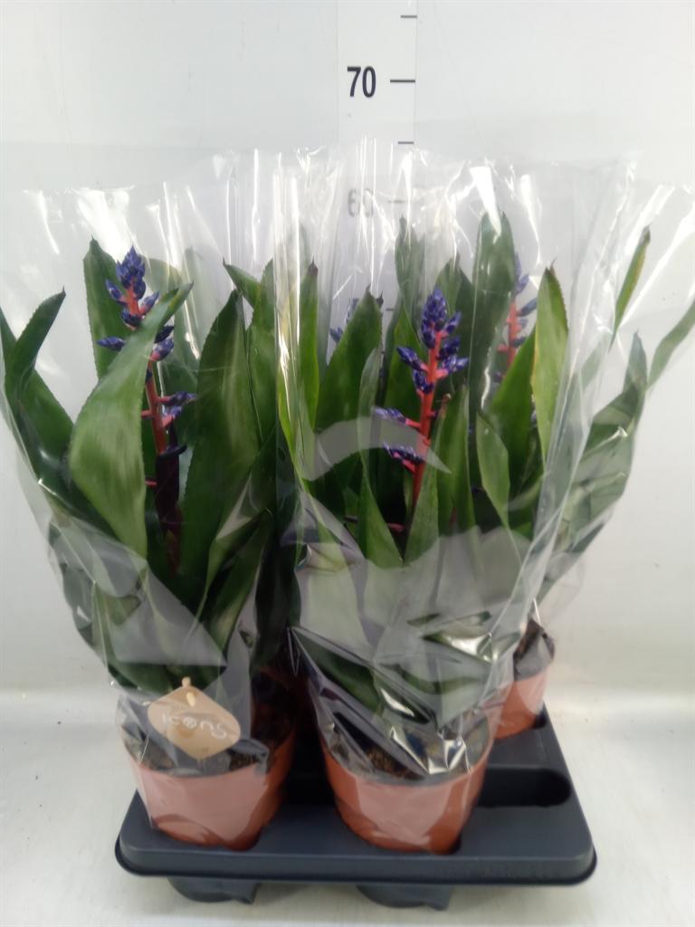 Горшечные цветы и растения оптом Aechmea   ... от 4шт из Голландии с доставкой по России