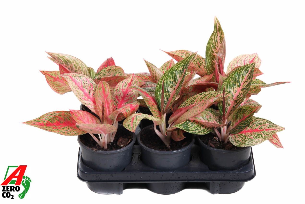 Горшечные цветы и растения оптом Aglaonema Starshine от 6шт из Голландии с доставкой по России
