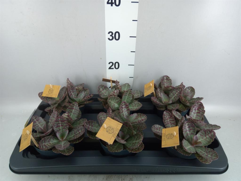Горшечные цветы и растения оптом Kalanchoe Humilis surpris Desert от 6шт из Голландии с доставкой по России