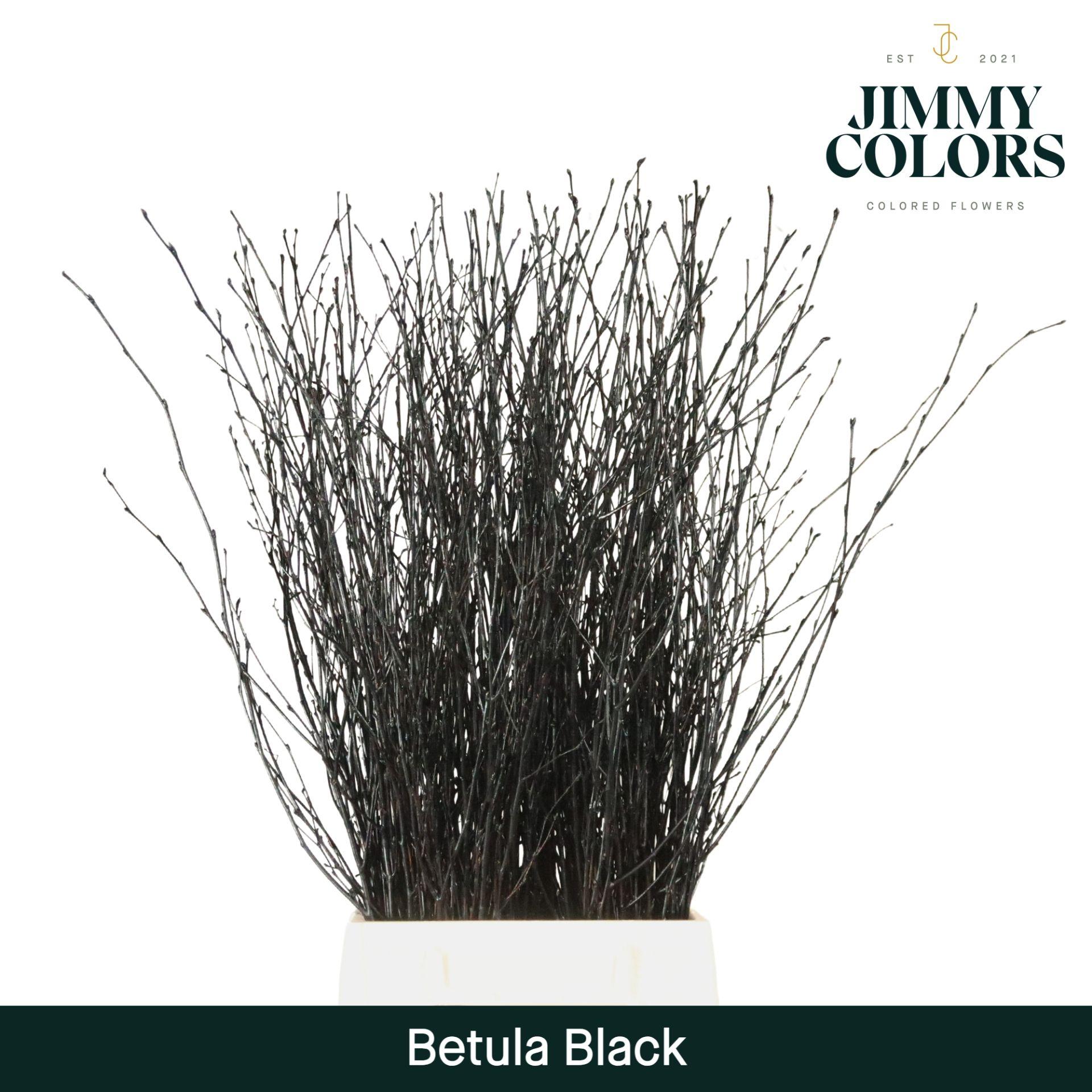 Срезанные цветы оптом Betula paint black от 20шт из Голландии с доставкой по России
