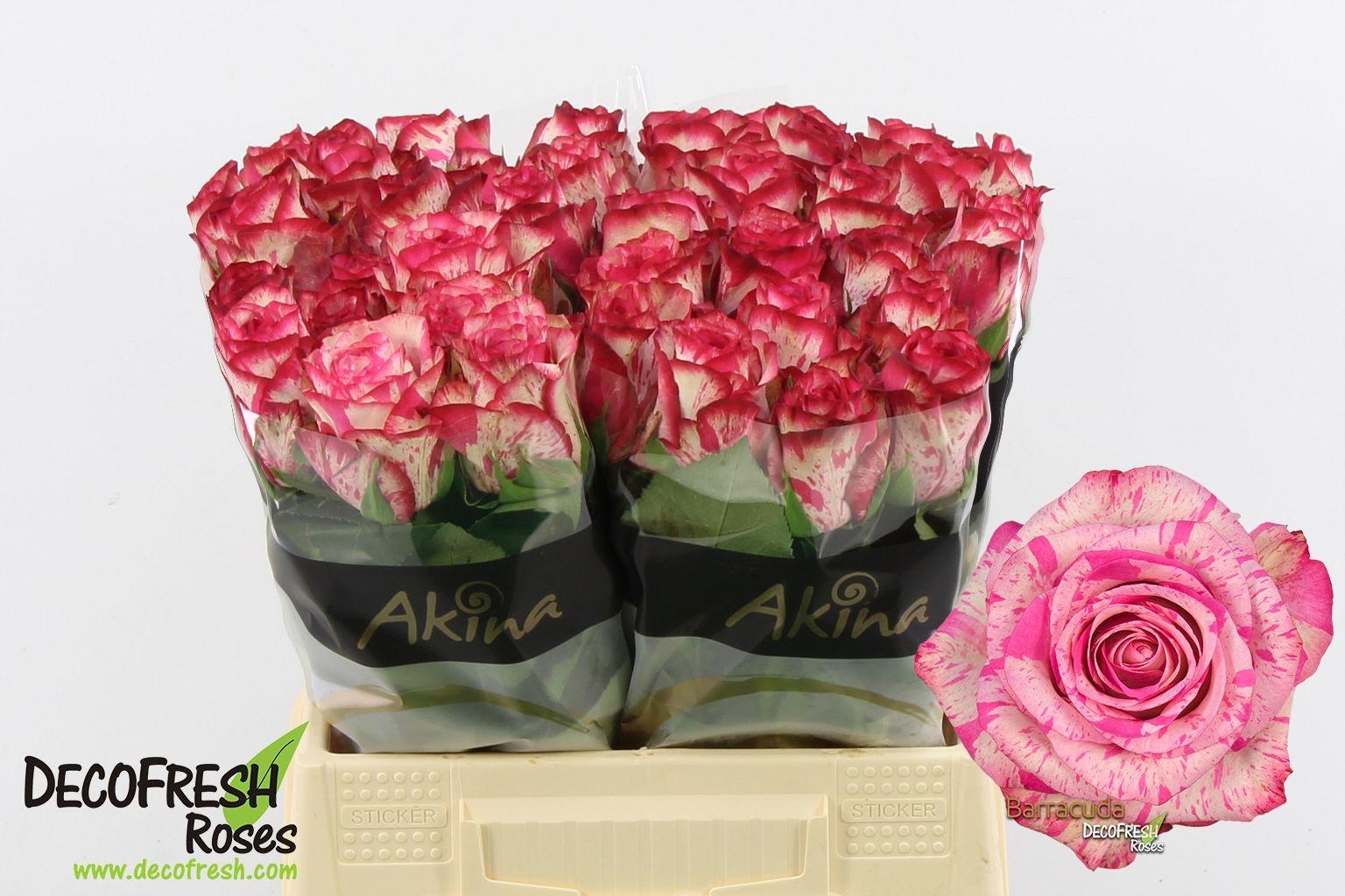 Срезанные цветы оптом Rosa large barracuda от 40шт из Голландии с доставкой по России