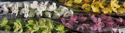 Срезанные цветы оптом Cymbidium mix от 4шт. из Голландии с доставкой по России