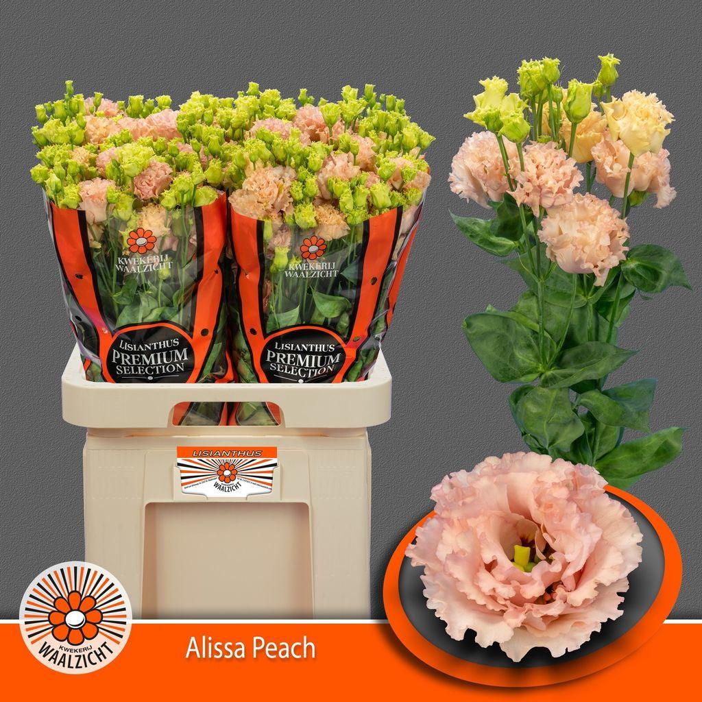 Срезанные цветы оптом Lisianthus do alissa peach от 40шт. из Голландии с доставкой по России