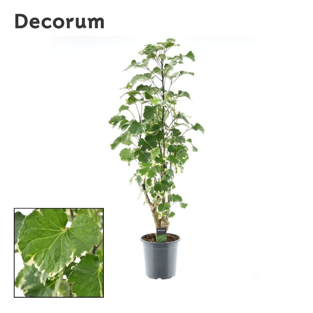 Горшечные цветы и растения оптом Polyscias Balfouriana Branched от 3шт из Голландии с доставкой по России