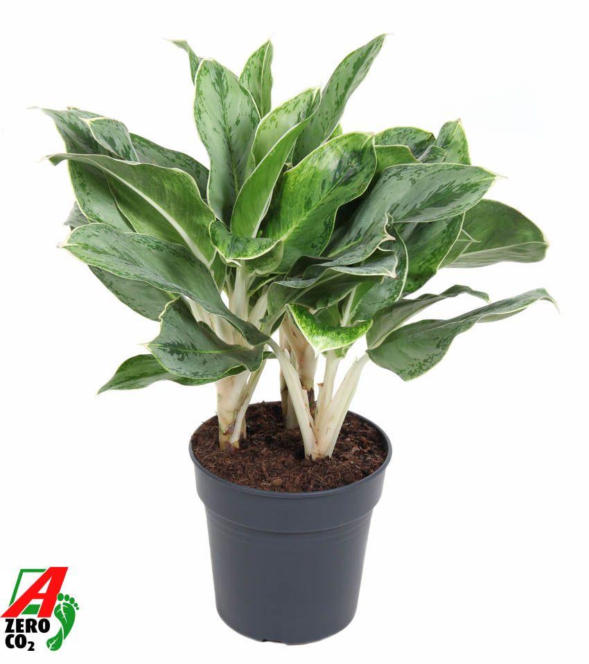 Горшечные цветы и растения оптом Aglaonema Horizon от 1шт из Голландии с доставкой по России