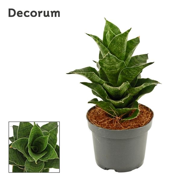 Горшечные цветы и растения оптом Sansevieria Mahanakorn (decorum) от 12шт (для телеги) из Голландии с доставкой по России